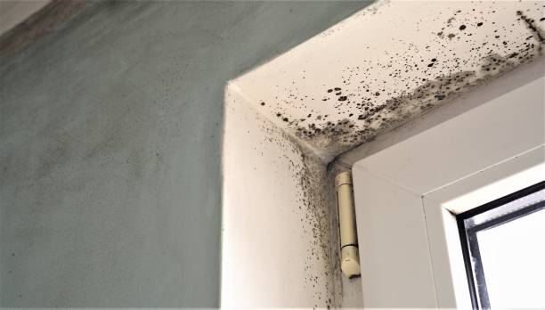 Best Environmental Consulting for Mold Prevention  in Skyline View, PA