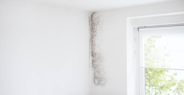 Best Airborne Mold Testing  in Skyline View, PA