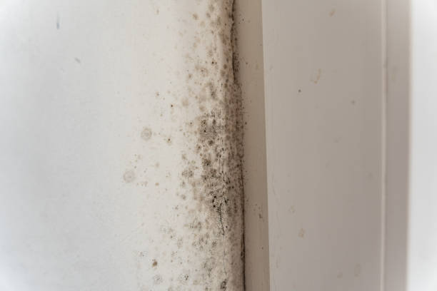 Dehumidification Services in Skyline View, PA
