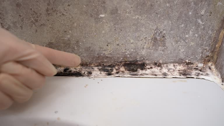 Mold Odor Removal Services in Skyline View, PA